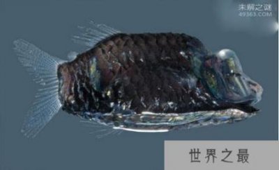 ​被称为“幽灵鱼”的管眼鱼长什么样？