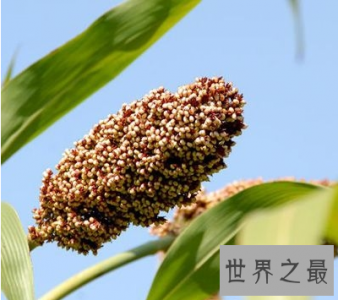 ​高粱米的功效与作用 你知道它的最佳食用方法和禁忌吗？