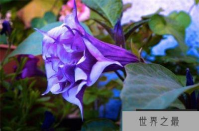 ​世界上最毒的花，曼陀罗含有剧毒