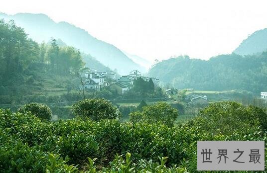 世界四大红茶，你没听过的中国祁门红茶居首