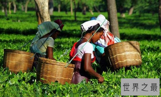 世界四大红茶，你没听过的中国祁门红茶居首