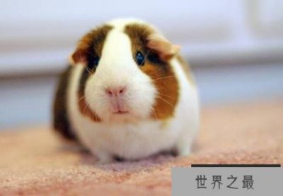 ​荷兰猪咬人吗，盘点荷兰猪咬人的几种情况(摸到屁股会咬人)