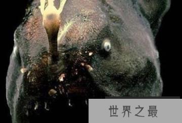 超恐怖的深海怪鱼 琵琶鱼身长可达到60厘米且外形好像地狱的恶魔