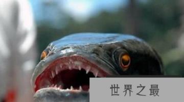 超恐怖的深海怪鱼 琵琶鱼身长可达到60厘米且外形好像地狱的恶魔