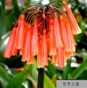 ​奇异君子兰 奇异君子兰的介绍