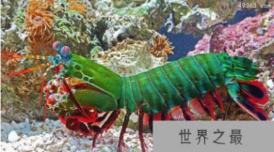 ​雀尾螳螂虾一拳威力多大，螳螂虾的天敌是什么
