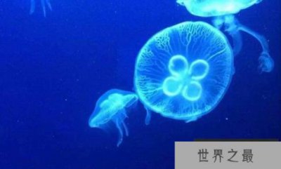 ​海月水母是什么水母，海月水母有没有毒