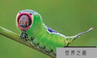 ​世界上最奇怪的虫子 盘点全球最奇怪的十大昆虫