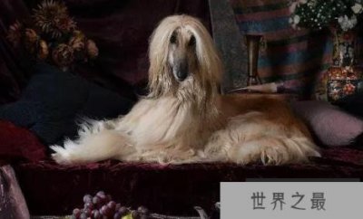 ​世界最傻的狗前十名