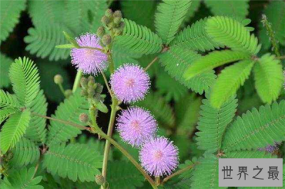 ​十大有趣植物 含羞草容易害羞金鱼草长得特别