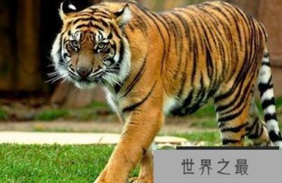 ​世界上最凶的老虎