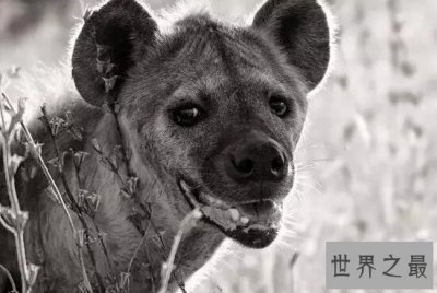 ​世界上咬合力最强的动物，斑鬣狗(可与狮子对抗)