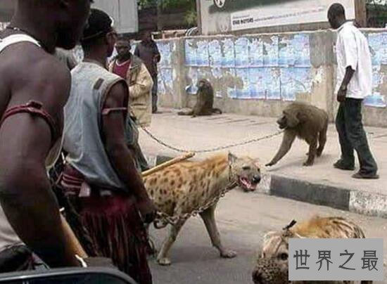 世界上咬合力最强的动物，斑鬣狗(可与狮子对抗)