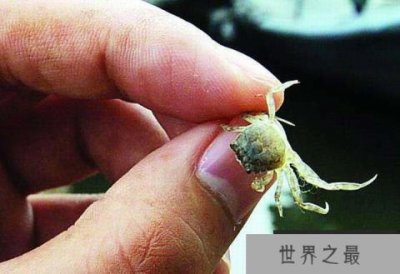 ​世界上最小的螃蟹，豆蟹成体仅指甲盖大小