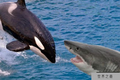 ​大白鲨怎么杀死虎鲸?大白鲨为什么打不过虎鲸