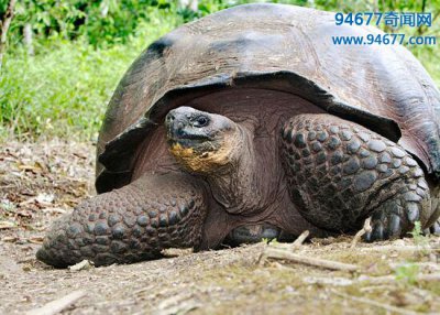 ​世界上最大的乌龟，加拉帕哥斯陆龟（1.5米/300斤）