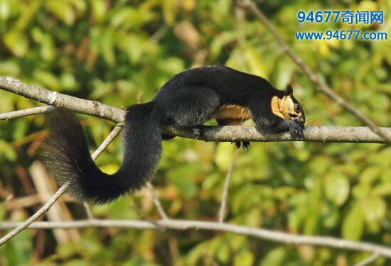 世界上最大的松鼠，巨松鼠（身长100厘米/体重6斤）  世界之最  第5张