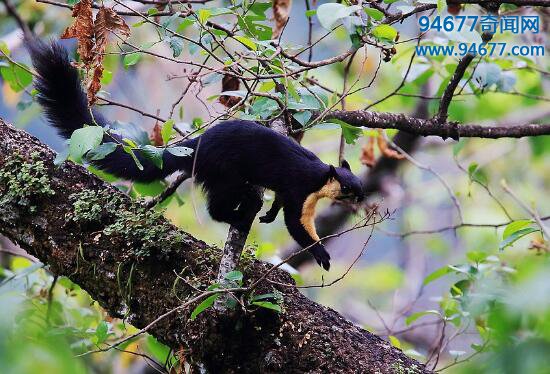 世界上最大的松鼠，巨松鼠（身长100厘米/体重6斤）  世界之最  第1张