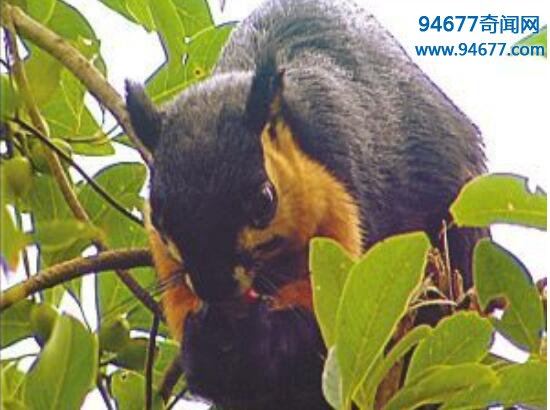 世界上最大的松鼠，巨松鼠（身长100厘米/体重6斤）  世界之最  第4张