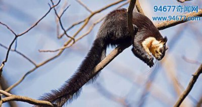 ​世界上最大的松鼠，巨松鼠（身长100厘米/体重6斤）