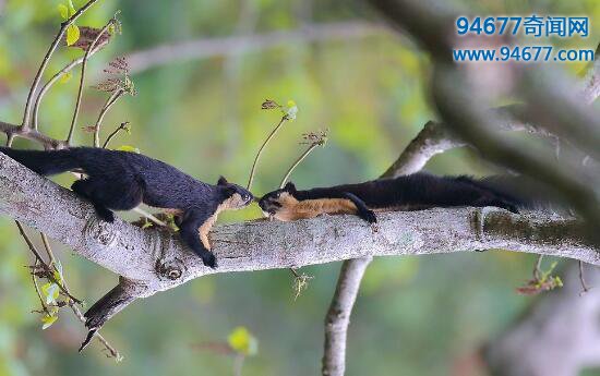 世界上最大的松鼠，巨松鼠（身长100厘米/体重6斤）  世界之最  第2张