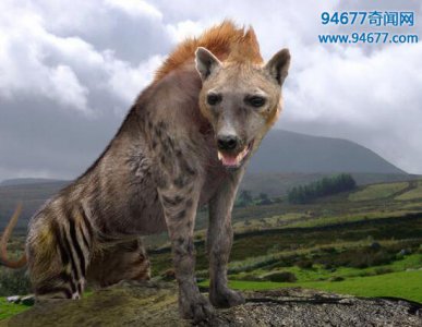 ​世界上体型最大的狗——巨鬣狗（体长2.5米/重600斤）