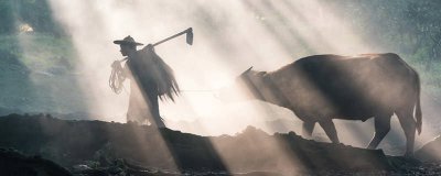 ​壮如泰山具体是指什么动物