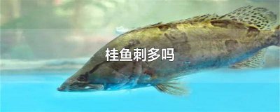 ​桂鱼好吃吗刺多吗 桂鱼刺儿多吗