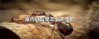 ​屋内有蚂蚁是什么原因 屋内为什么会有蚂蚁