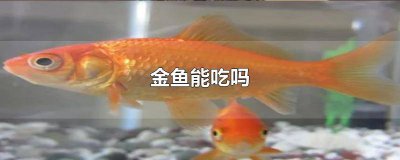 ​金鱼能吃吗?为什么不能吃 金鱼能不能吃为什么