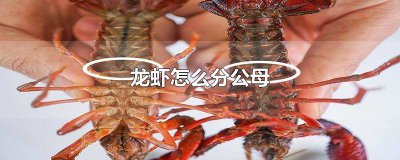 ​龙虾公母怎么分辨图解 龙虾是公是母怎么分
