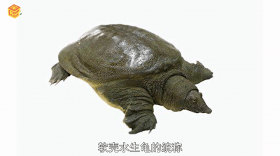 ​甲鱼是鱼吗笑话「甲鱼是什么?」