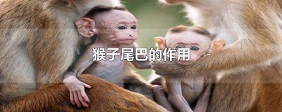 ​猴子的尾巴作用是什么作用视频 猴子的尾巴干嘛的作用是什么
