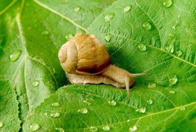 ​牙齿最多的动物排名，蜗牛有25600颗牙齿/鲨鱼一生换牙2万多颗