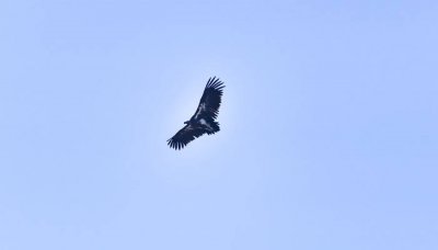 ​金雕的天敌是什么动物 金雕的天敌是谁