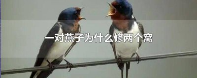 ​一对燕子为什么修两个窝呢图片 一对燕子为什么修两个窝呢视频