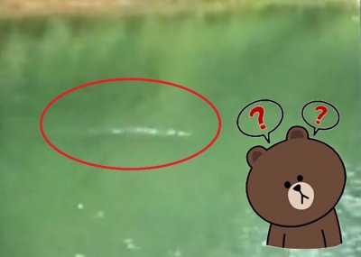 ​广东东莞市寮步镇佛灵湖传出有“水怪”出没？其实只是一群小鱼