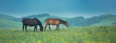 ​马的别称和雅称 马的别称 美名 雅号