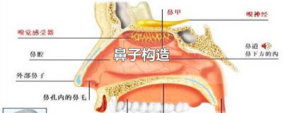 ​鼻子构造图片大全大图 鼻子构造