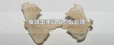 ​蚕蛾的毛毛怎么处理 蚕成蛾后怎么处理