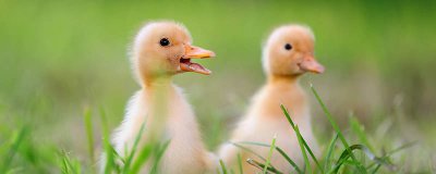 ​小鸭跟小鹅怎么区分 小鹅和小鸭不同的特点有哪些