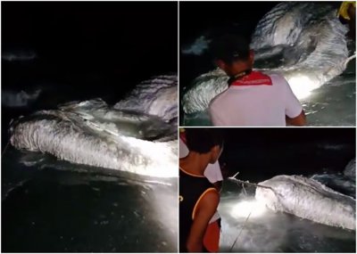 ​菲律宾明多罗省海滩发现神秘“海怪”遗体 居民认为将带来厄运