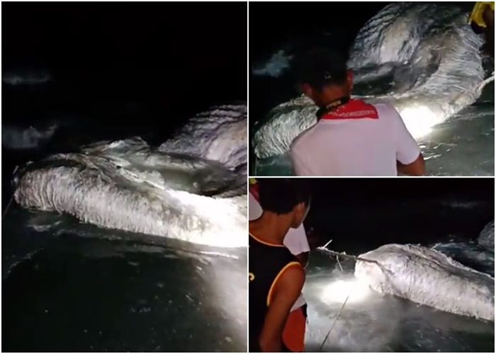 “海怪”全身白色兼多毛，并发出恶臭。