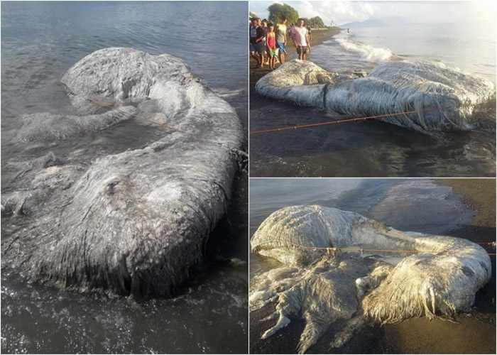 今年5月，当地亦出现几乎一样的“海怪”。