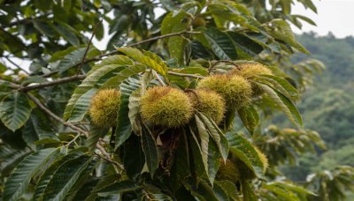 ​女人吃板栗有什么好处和坏处 生板栗和熟板栗哪个更补肾