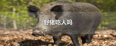 ​野猪什么人不能吃 野猪吃野猪