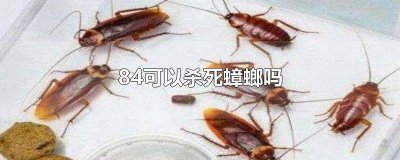 ​84可以驱除蟑螂吗 84消毒可以杀蟑螂吗