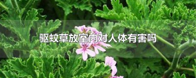 ​防蚊草能不能放卧室 驱蚊草能不能放在卧室里