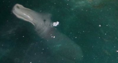 ​英国游客在希腊科孚岛洞穴内拍到神秘海洋怪物