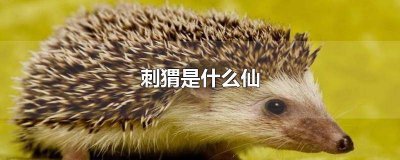 ​刺猬是仙吗 刺猬 什么仙
